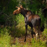Moose-Adirondack-Ontario-Canada