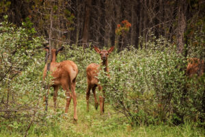 Elk | Jasper National Park | British Columbia | Canada