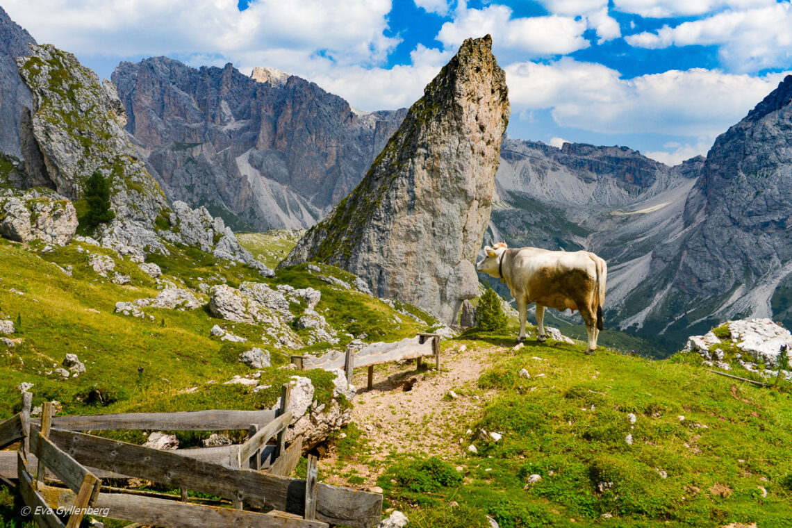 Italy-South Tyrol-Dolomites-Cow
