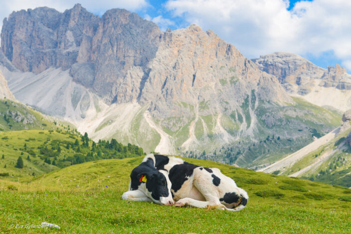 South-Tyrol-Dolomites-Italy-Cow