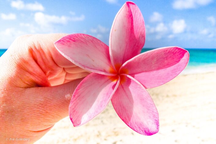 Flower-Bahamas